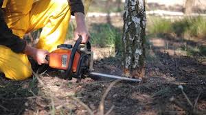 Best Tree Fertilization  in Erie, KS