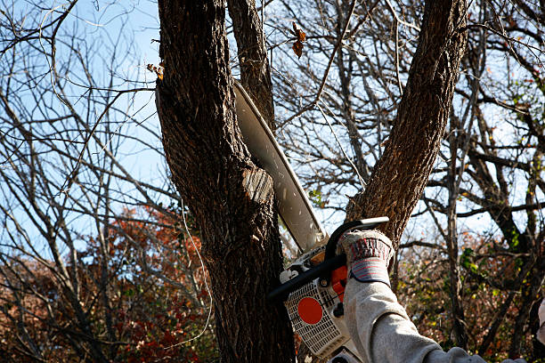 Best Palm Tree Trimming  in Erie, KS