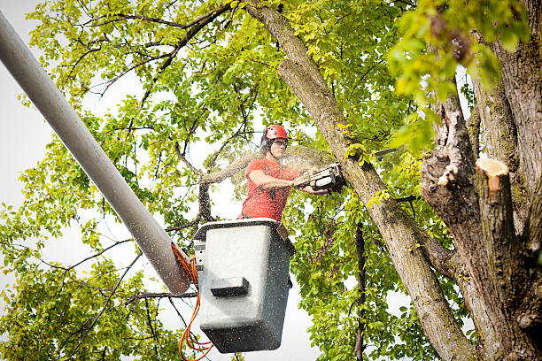 How Our Tree Care Process Works  in  Erie, KS