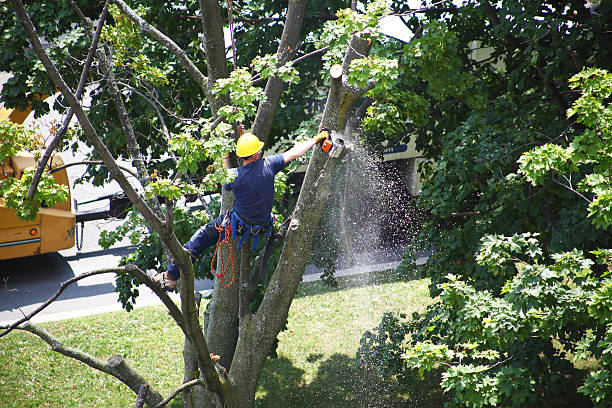 Professional Tree Services in Erie, KS